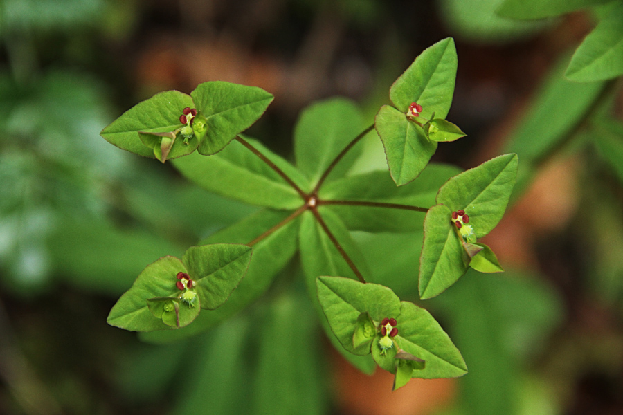 Sladki mleček
Sladki mleček.
Ključne besede: sladki mleček euphorbia dulcis