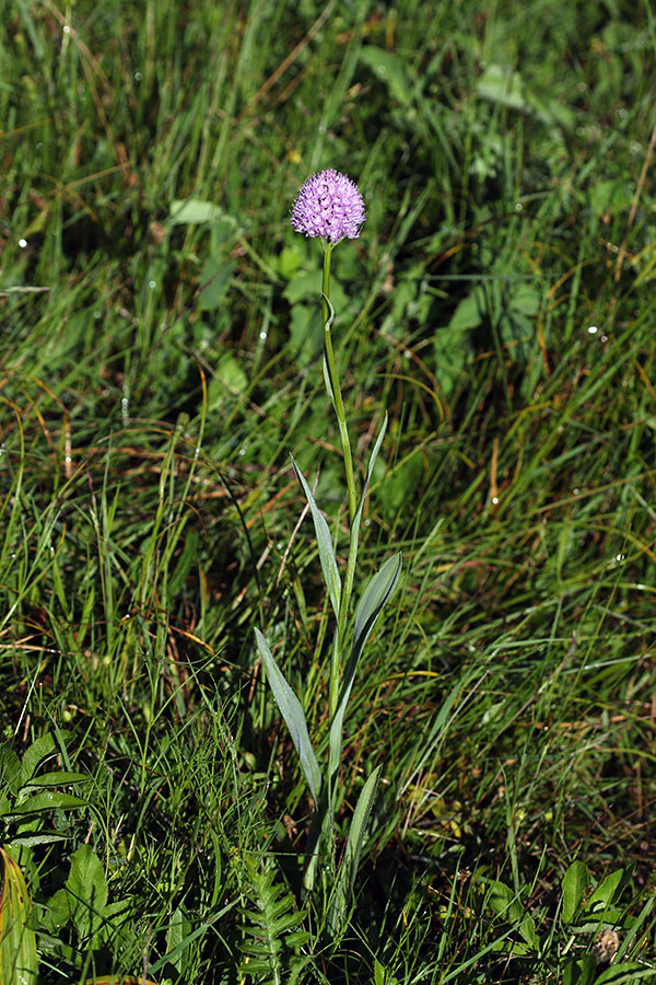 Navadna oblasta kukavica
Navadna oblasta kukavica. Črna prst.
Ključne besede: navadna oblasta kukavica traunsteinera globosa