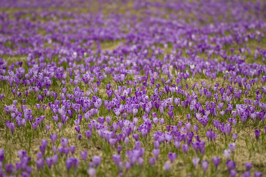 Pomladanski žafran
Modro vijolična preproga pomladanskega žafrana na Pokljuki.
Ključne besede: pomladanski žafran crocus vernus