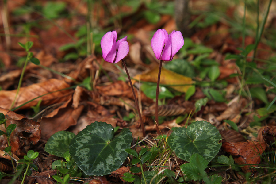 Navadna ciklama
Peči nad Logom v Bohinju.
Ključne besede: navadna ciklama cyclamen purpurascens