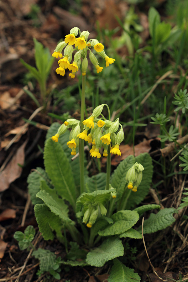 Pomladanski jeglič
Ena redkih že cvetočih rož v Ukancu. Še pred par dnevi je tam ležal sneg.
Ključne besede: pomladanski jeglič primula veris