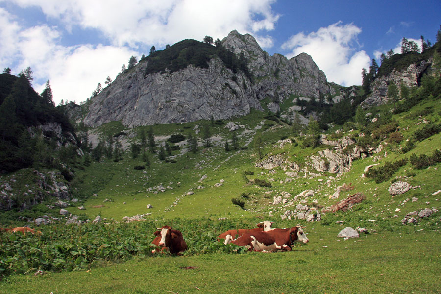 Na planini Jezerce
Tudi kravam postane vroče. Vrhova zadaj se imenujeta Adam in Eva. Pot pripelje s planine Krstenica, kjer se moramo obvezno ustaviti na kislo mleko.
Ključne besede: planina jezerce adam eva
