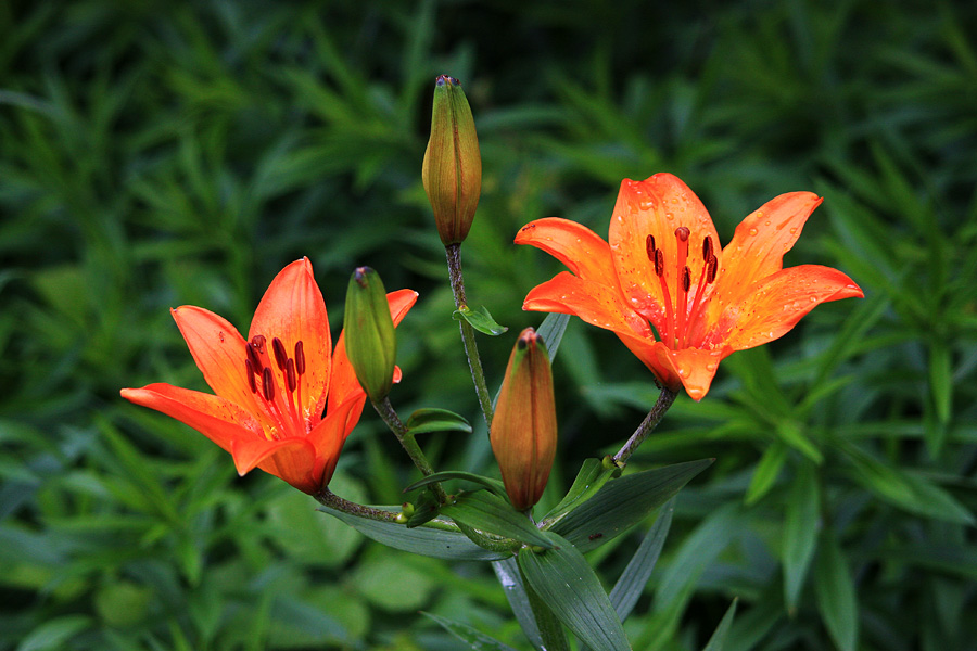 Brstična lilija
Ne, ni z domačega vrta, čeprav se jo da vzgojiti tudi doma. Ta je slikana na pragu Bohinja v Soteski.
Ključne besede: brstična lilija lilium bulbiferum
