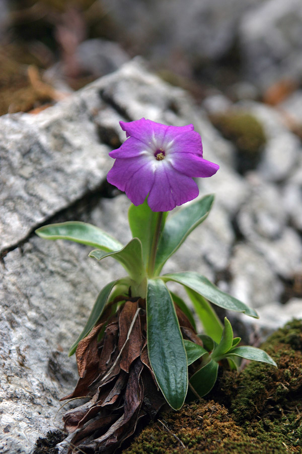 Wulfenov jeglič
Wulfenov jeglič (Primula wulfeniana). Edini primerek ta dan v Ukancu.
Ključne besede: wulfenov jeglič primula wulfeniana