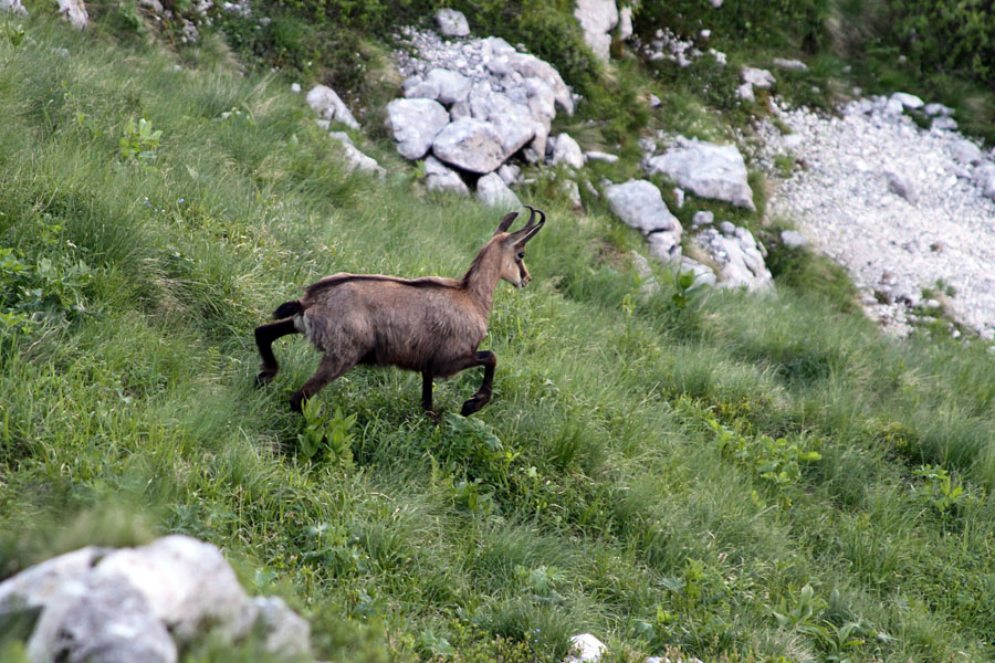 Gams v begu
Gams v begu pod Nizkim vrhom.
Ključne besede: gams rupicapra rupicapra