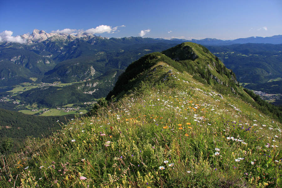 Proti Liscu
Cvetoči greben Lisca.
Ključne besede: lisec bohinj