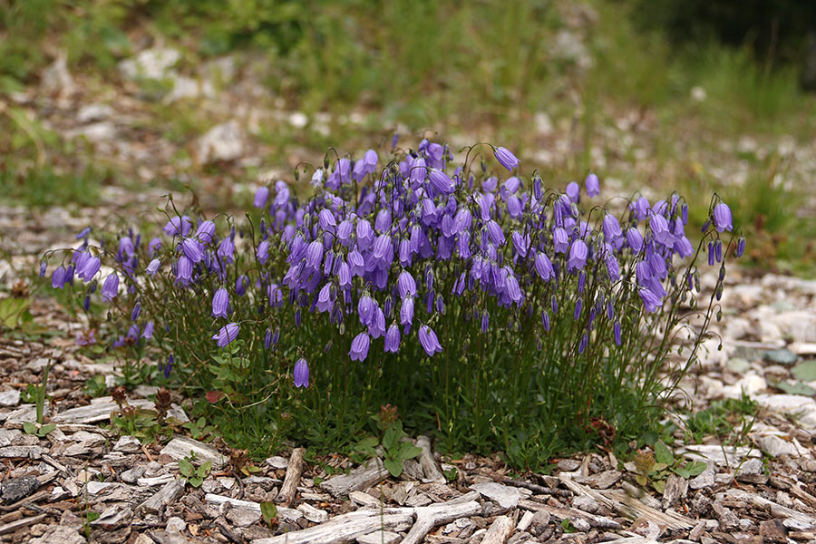 Rušnata zvončica
Kar na gozdni cesti pod planino Poljana.
Ključne besede: rušnata zvončica campanula cespitosa