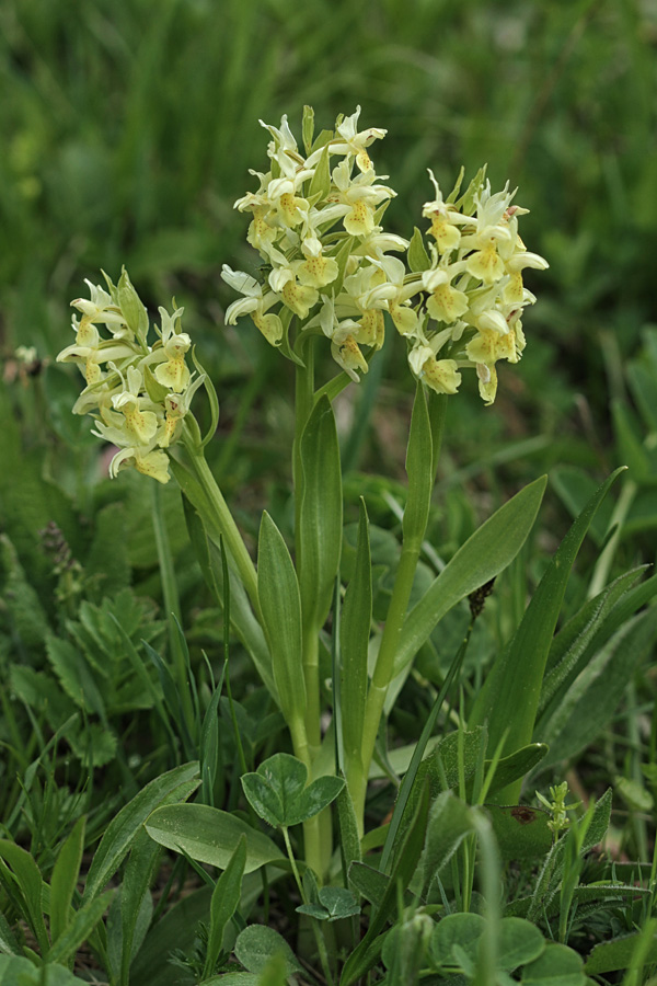 Bezgova prstasta kukavica
Trio bezgovih prstastih kukavic.
Ključne besede: bezgova prstasta kukavica dactylorhiza sambucina