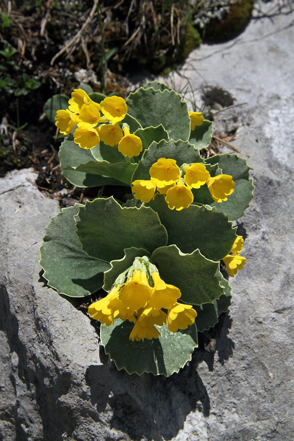 Avrikelj
V sončnih skalah nad planino Dedno polje.
Ključne besede: primula auricula avrikelj lepi jeglič