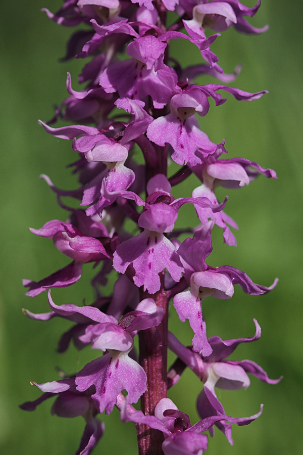 Zvezdnata kukavica
Cvetovi zvezdnate kukavice.
Ključne besede: zvezdnata kukavica orchis mascula subsp. speciosa