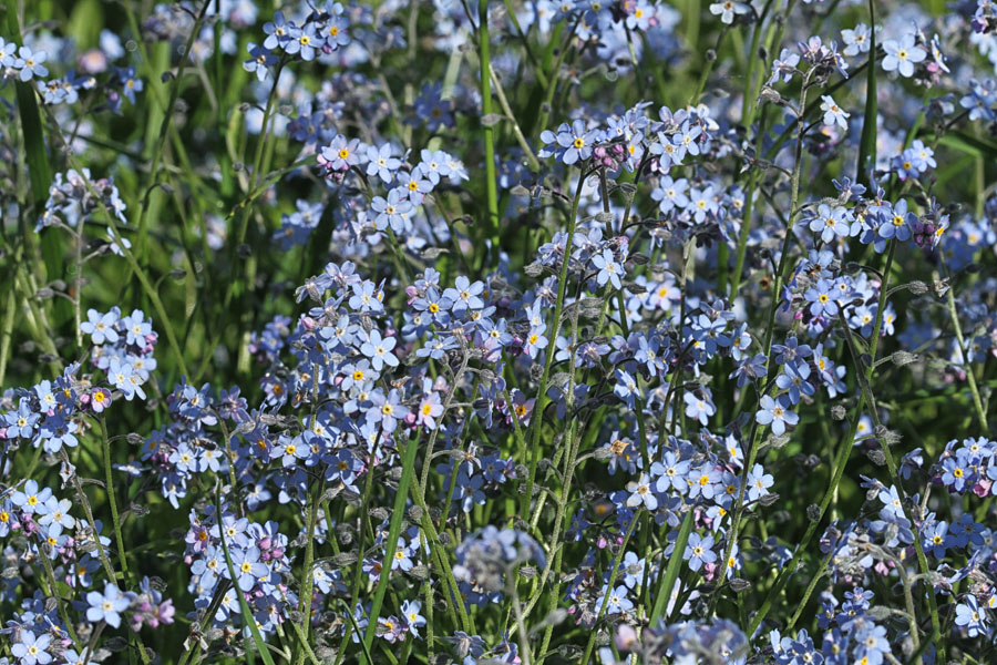 Gozdna spominčica
Gozdne spominčice.
Ključne besede: gozdna spominčica myosotis sylvatica