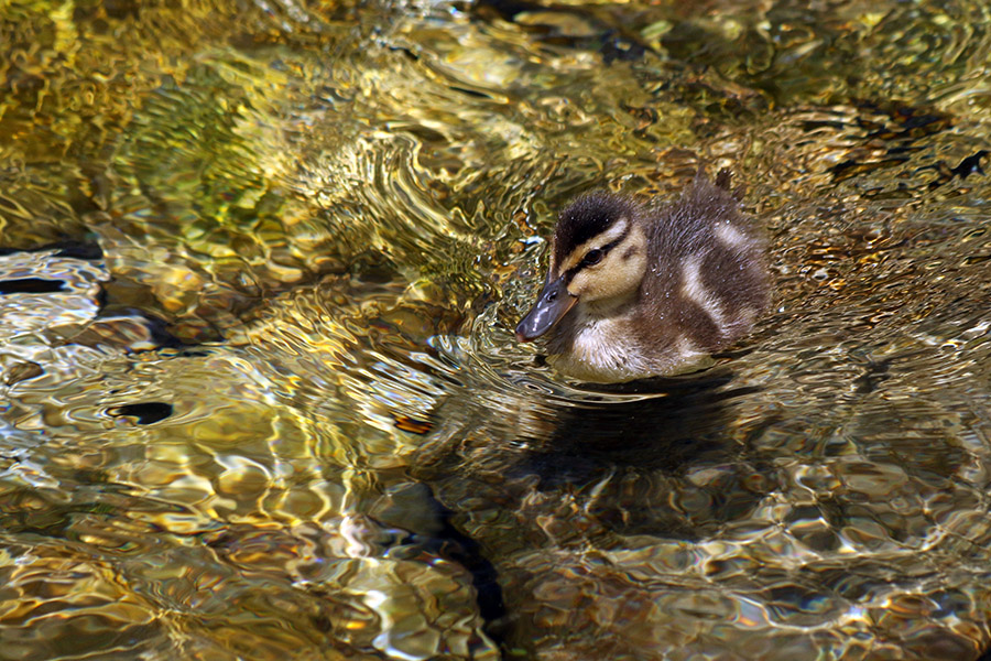 Račka
Mlada račka v potoku za našo hišo.
Ključne besede: raca mlakarica anas platyrhynchos