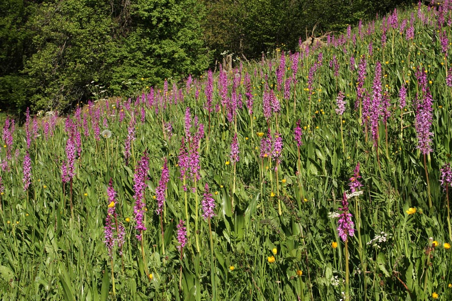 Zvezdnate kukavice
Prava invazija zvezdnastih kukavic. Podjelje v Bohinju.
Ključne besede: zvezdnasta kukavica orchis mascula subsp. speciosa
