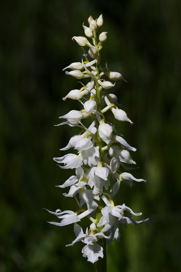 Albinček
Zvezdasta kukavica brez pigmenta - albin.
Ključne besede: zvezdasta kukavica orchis signifera