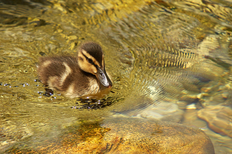 Mlada račka
V potoku za našo hišo imamo račji naraščaj.
Ključne besede: raca mlakarica anas platyrhynchos