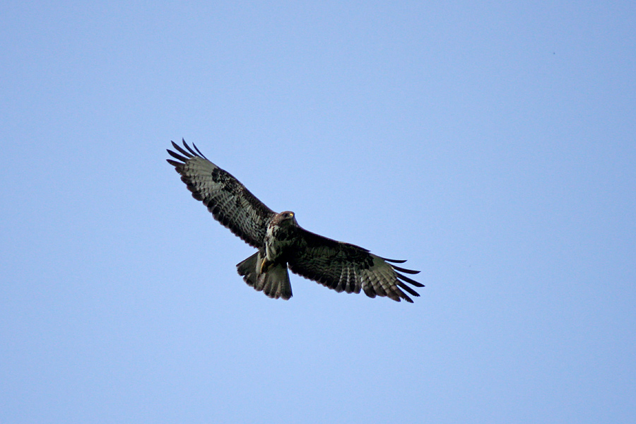 Kanja
Podobnih fotk je sicer že kar nekaj na galeriji. 
Ključne besede: kanja buteo buteo