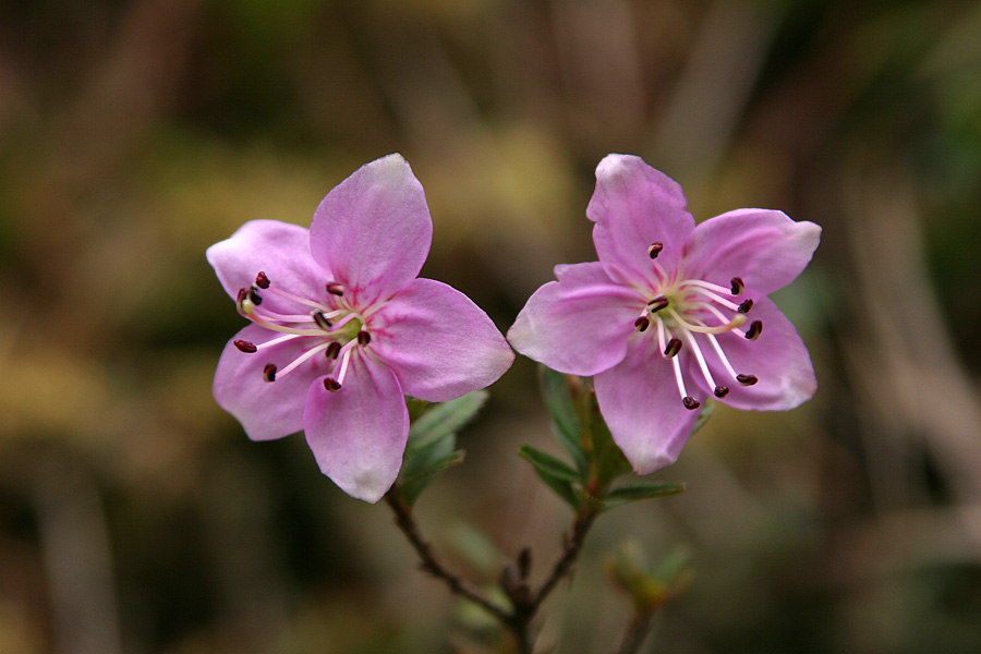 Navadni slečnik
Navadni slečnik (Rhodothamnus chamaecistus) v Soteski.
Ključne besede: navadni slečnik rhodothamnus chamaecistus
