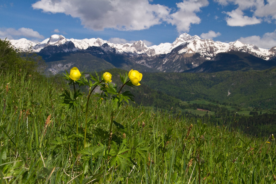Pogačice z razgledom
Pogačice nad Bohinjsko kotlino z razgledom na Triglav. Ravne v Bohinju.
Ključne besede: bohinj triglav navadna pogačica trollius europaeus
