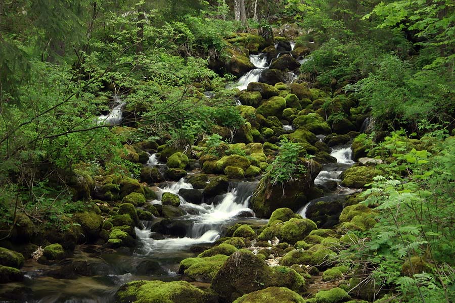 Potok
Eden od pritokov Save v Soteski (Bohinj).
Ključne besede: potok soteska bohinj