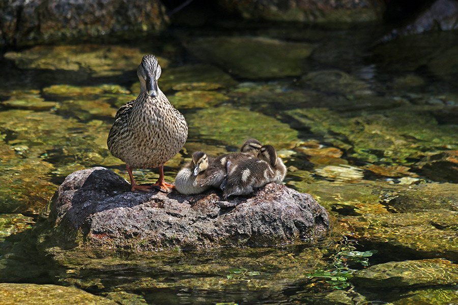 Počitek na skali
Račke v potoku Bistrica.
Ključne besede: raca mlakarica anas platyrhynchos