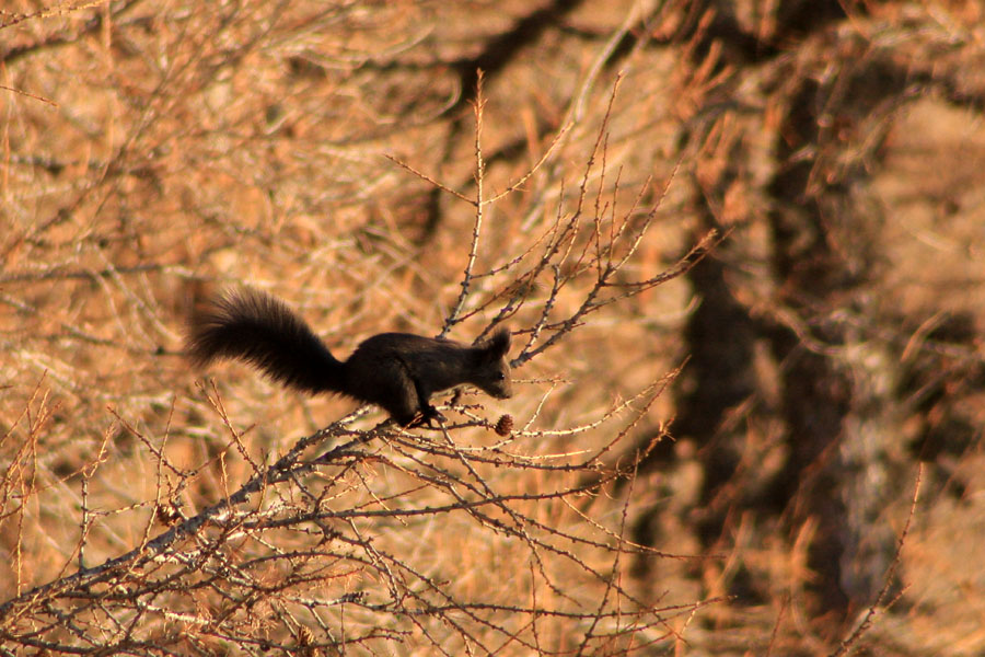 Mnjami storžek
Očitno je macesnov storž priljubljena hrana veveric. Macesnov gozd med planino Krstenica in Jezerskim Stogom.
Ključne besede: veverica	sciurus vulgaris