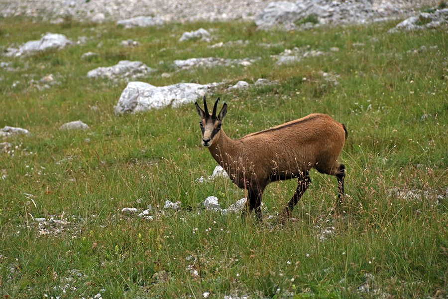 Gams
Gams.
Ključne besede: gams rupicapra rupicapra