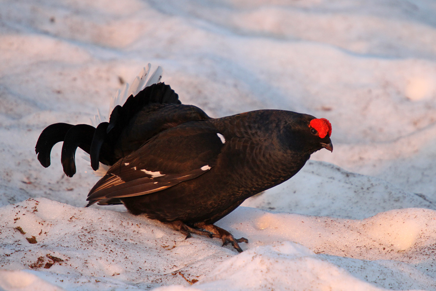 uševec XIII.
Ruševec.
Ključne besede: ruševec tetrao tetrix