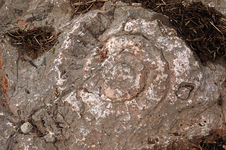Amonit
Amonit v dolini Triglavskih jezer.
Ključne besede: dolina triglavskih jezer amonit