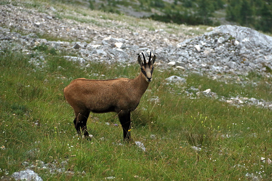 Gams
Ta se ni prav nič bal. 
Ključne besede: gams rupicapra rupicapra