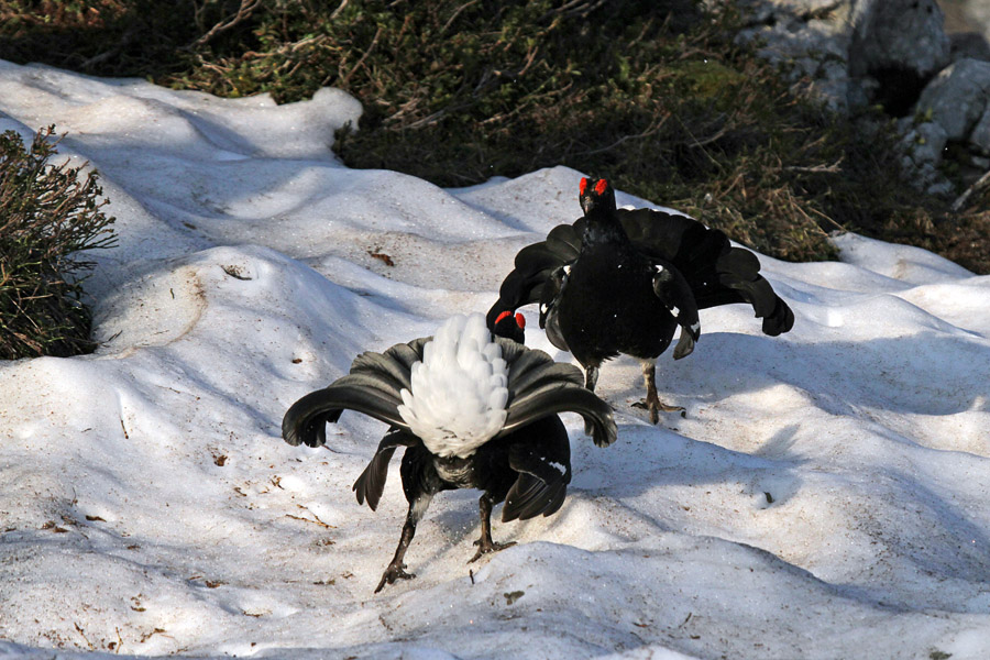 Ruševec XIV.
No, malo se mi driča.
Ključne besede: ruševec tetrao tetrix