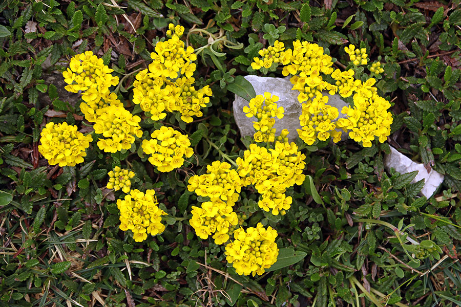 Obirski grobeljnik
Obirski grobeljnik v dolini Triglavskih jezer.
Ključne besede: obirski grobeljnik alyssum ovirense