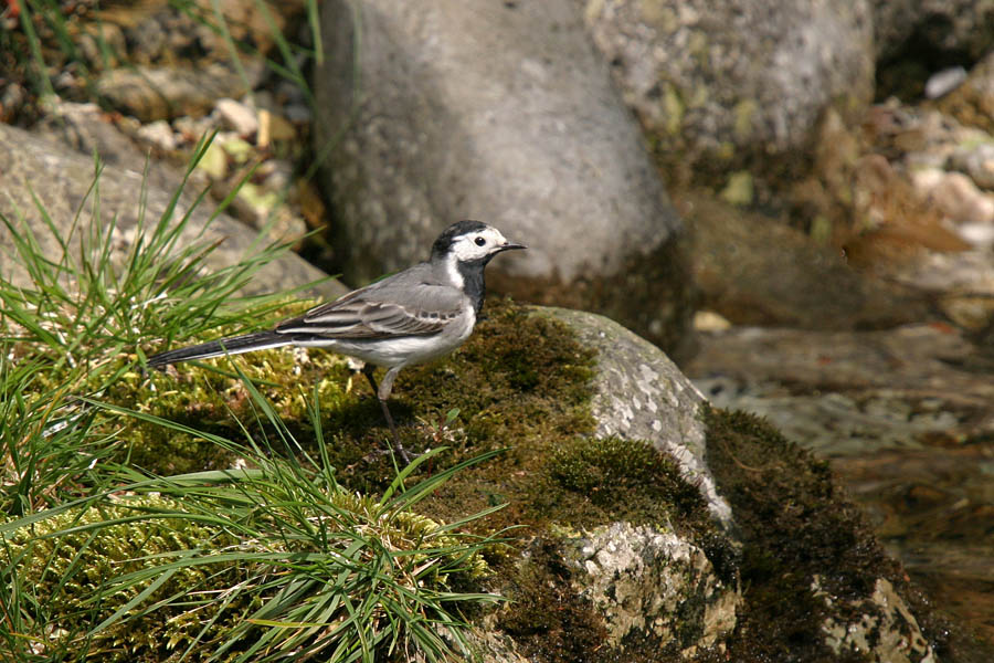 Pastirička
Bela pastirica (motacilla alba) se zelo rada zadržuje ob vodi.
Ključne besede: bela pastirica 	 motacilla alba