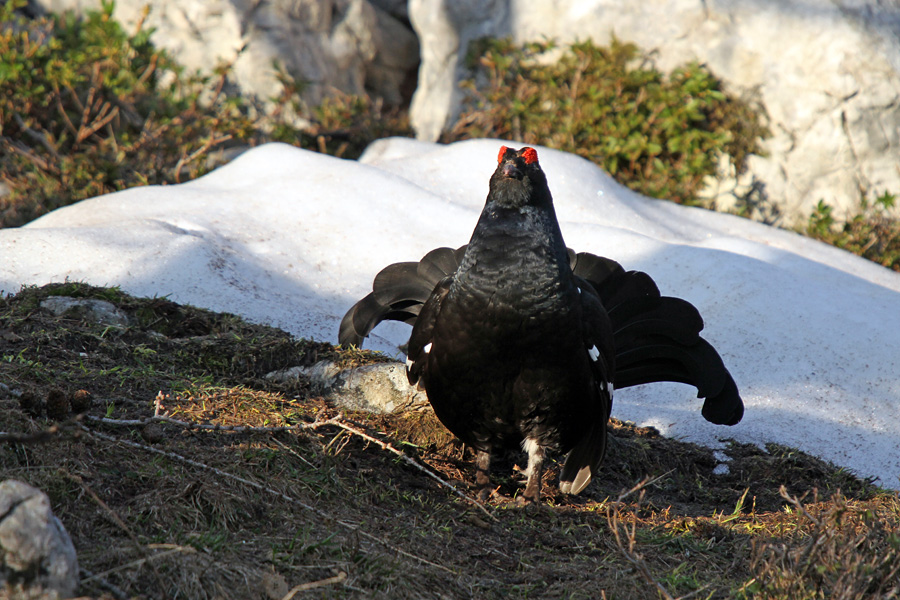 Ruševec XV.
Jaz sem pa mal hud.
Ključne besede: ruševec tetrao tetrix