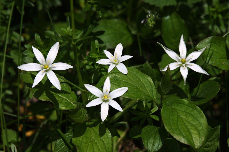 Kobulasto ptičje mleko
V Bohinju ga ni veliko, nekaj ga raste na samem pragu Bohinja v Soteski.
Ključne besede: kobulasto ptičje mleko ornithogalum umbellatum