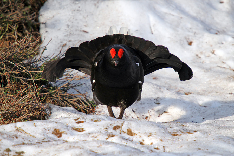 Ruševec IX.
V pozi ko izgleda kot kakšen bombnik.
Ključne besede: ruševec tetrao tetrix