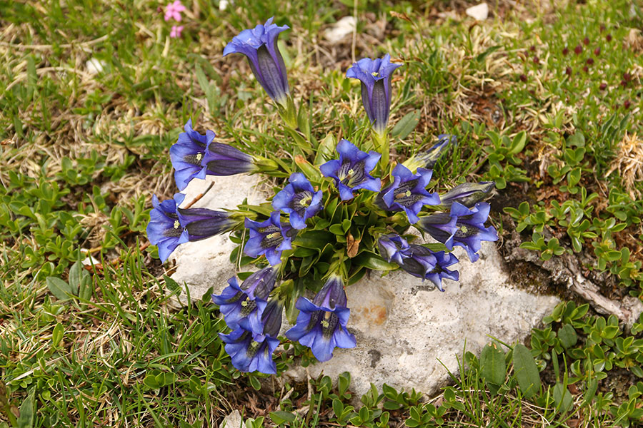 Encijan
Encijan v dolini Triglavskih jezer.
Ključne besede: clusijev svišč gentiana clusii encijan