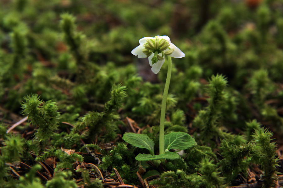 Navadna enocvetka I.
Navadna enocvetka v gozdovih na Jelovici.
Ključne besede: navadna enocvetka moneses uniflora