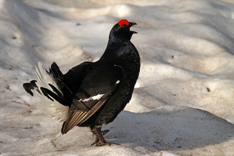 Ruševec VI.
Še en klic ruševca.
Ključne besede: ruševec tetrao tetrix