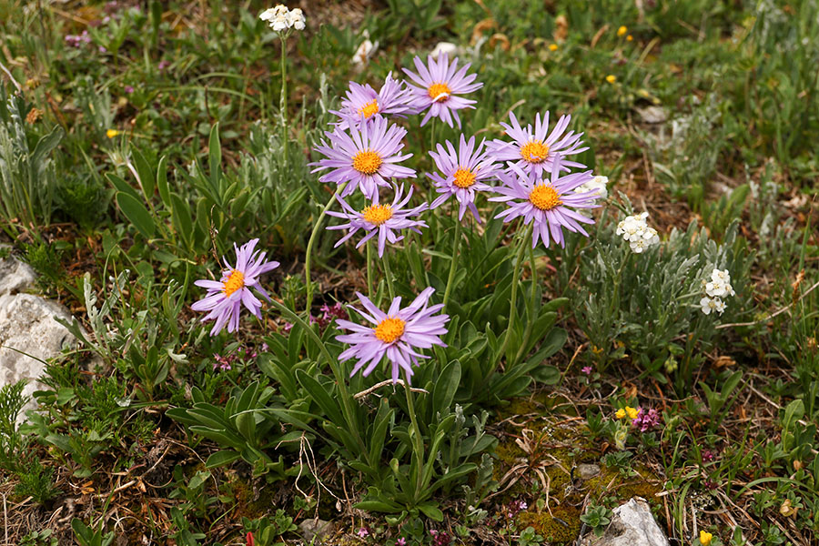 Alpska nebina
Alpska nebina.
Ključne besede: alpska nebina aster alpinus