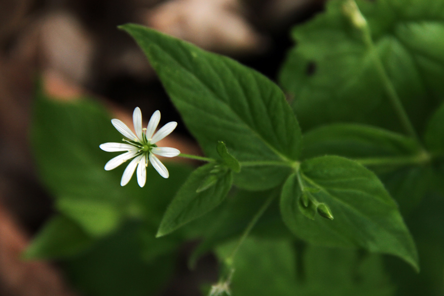 Gozdna zvezdica
Gozdna zvezdica na Kobli.
Ključne besede: Gozdna zvezdica stellaria nemorum