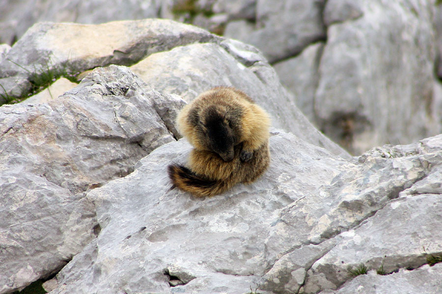 Higiena
Tudi osebna higiena pride na vrsto.
Ključne besede: svizec marmota caligata