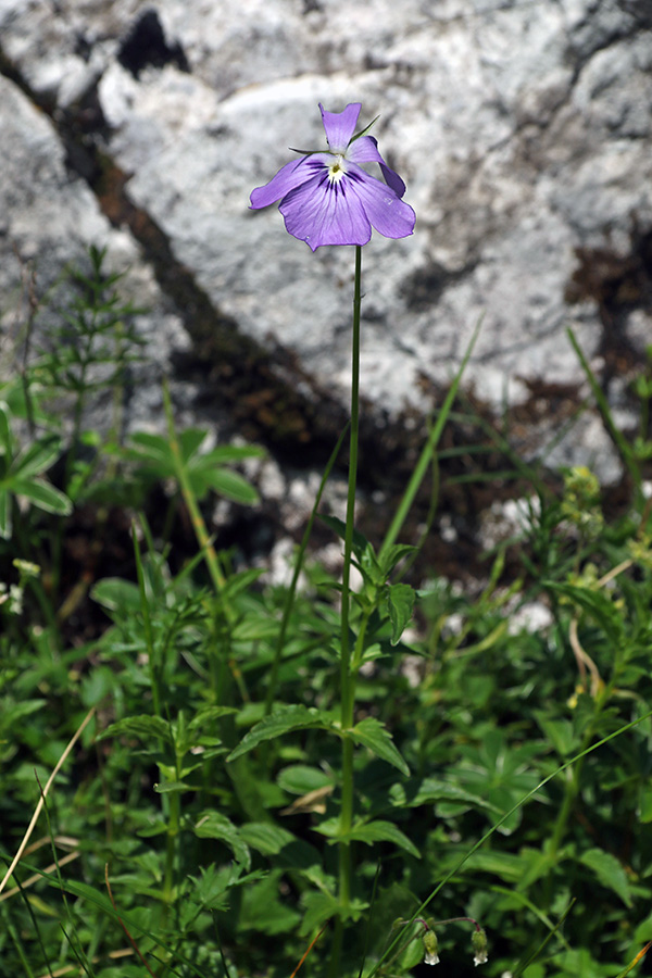Rogata vijolica
Še vedno je uganka, kako se je v Krnsko pogorje naselila rogata vijolica, sicer prebivalka Pirenejev.
Ključne besede: rogata vijolica viola cornuta