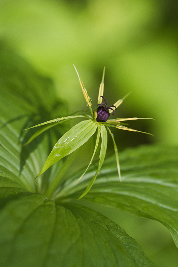 Volčja jagoda
Strupena lepota volčje jagode.
Ključne besede: volčja jagoda paris quadrifolia