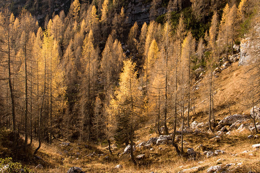Nad Lopučnico
Lep macesnov gozd nad planino Lopučnica.
Ključne besede: kal planina lopučnica