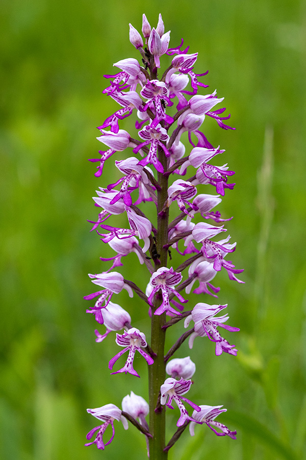 Čeladasta kukavica
Čeladasta kukavica.
Ključne besede: čeladasta kukavica orchis militaris