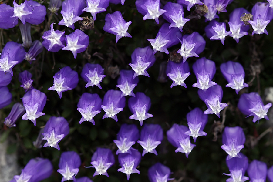 Zvezdice bele
Zoisove zvončice malo bližje. Na Lanževici.
Ključne besede: zoisova zvončica campanula zoysii