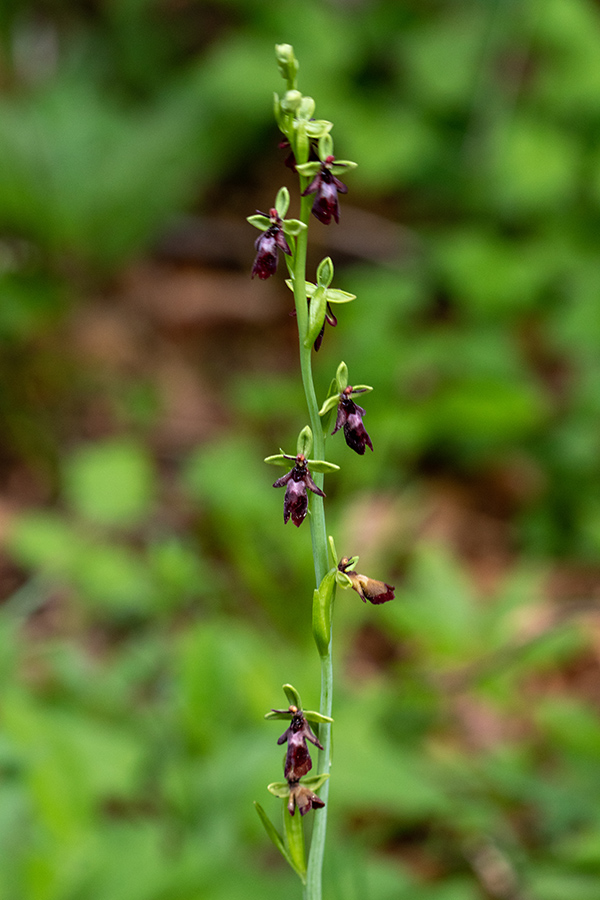 Muholiko mačje uho
Muholiko mačje uho.
Ključne besede: muholiko mačje uho ophrys insectifera