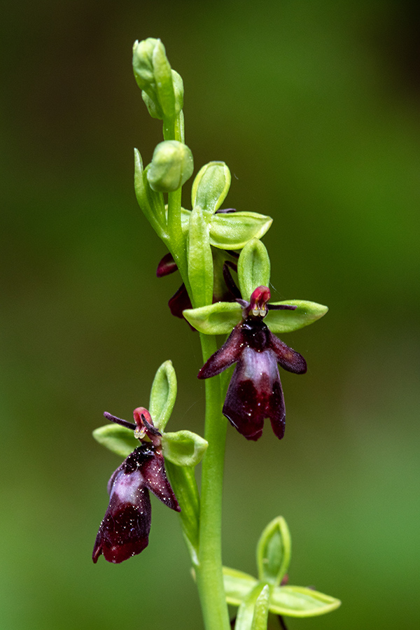 Muholiko mačje uho
Muholiko mačje uho.
Ključne besede: muholiko mačje uho ophrys insectifera