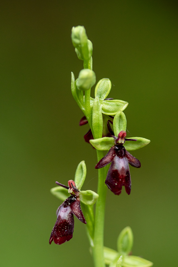 Muholiko mačje uho
Muholiko mačje uho.
Ključne besede: muholiko mačje uho ophrys insectifera