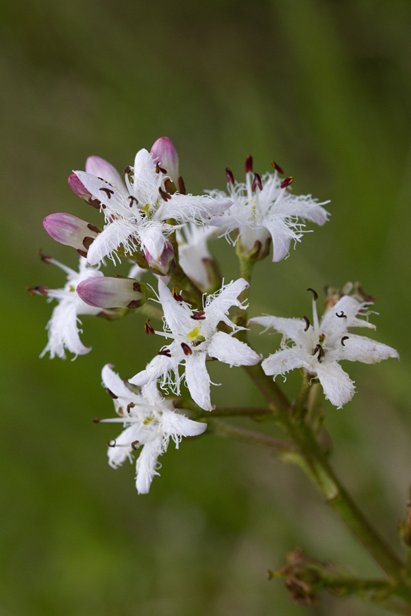 Navadni mrzličnik
Navadni mrzličnik v močvirnih predelih.
Ključne besede: navadni mrzličnik menyanthes trifoliata
